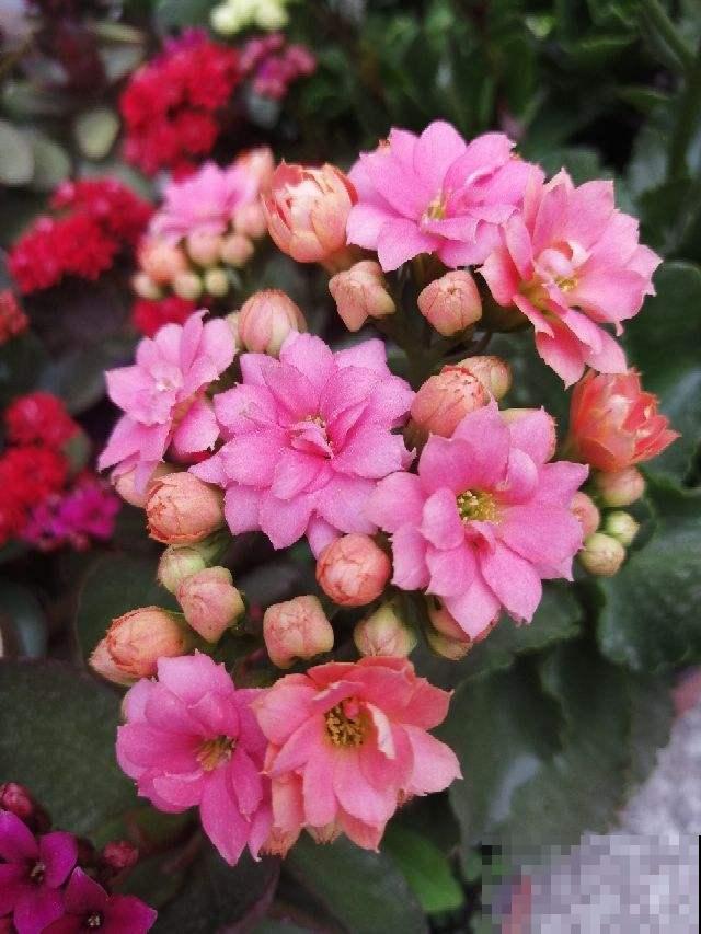 现在去花市买花,看到这3种,赶紧带回家,妥妥的捡漏 现在去花市买花,看到这3种,赶紧带回家,妥妥的捡漏