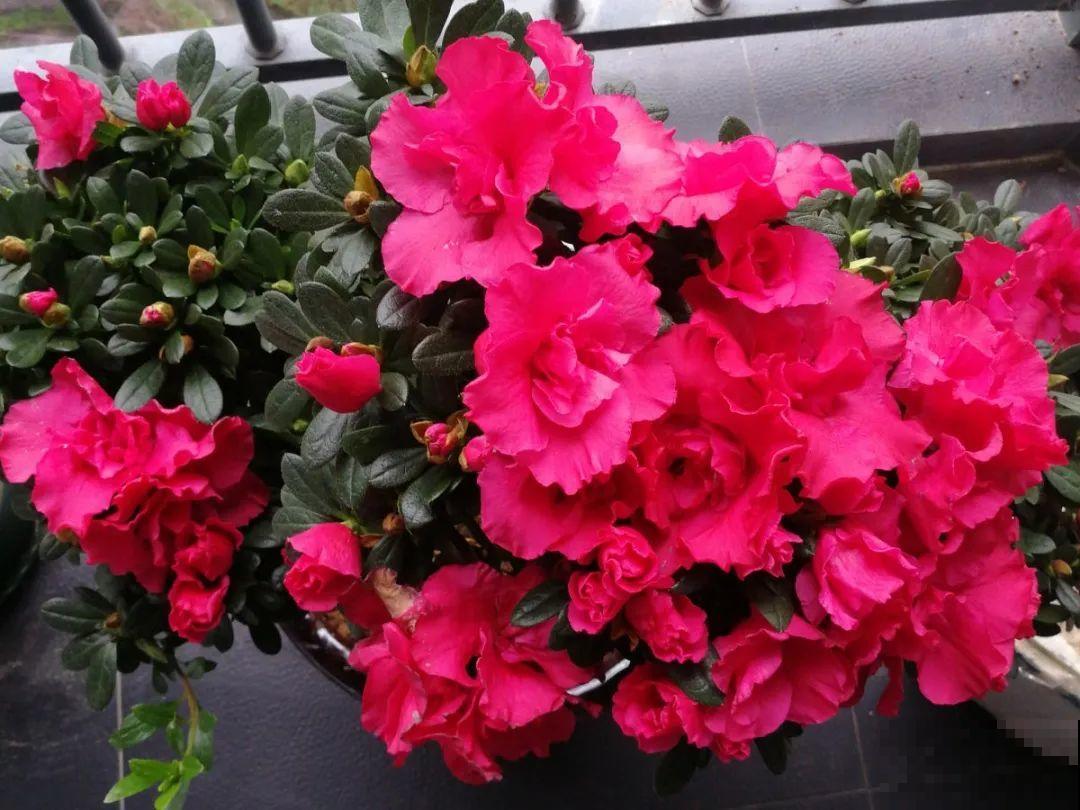 最怕晒的10种花,赶快搬进屋,否则会死掉 最怕晒的10种花,赶快搬进屋,否则会死掉