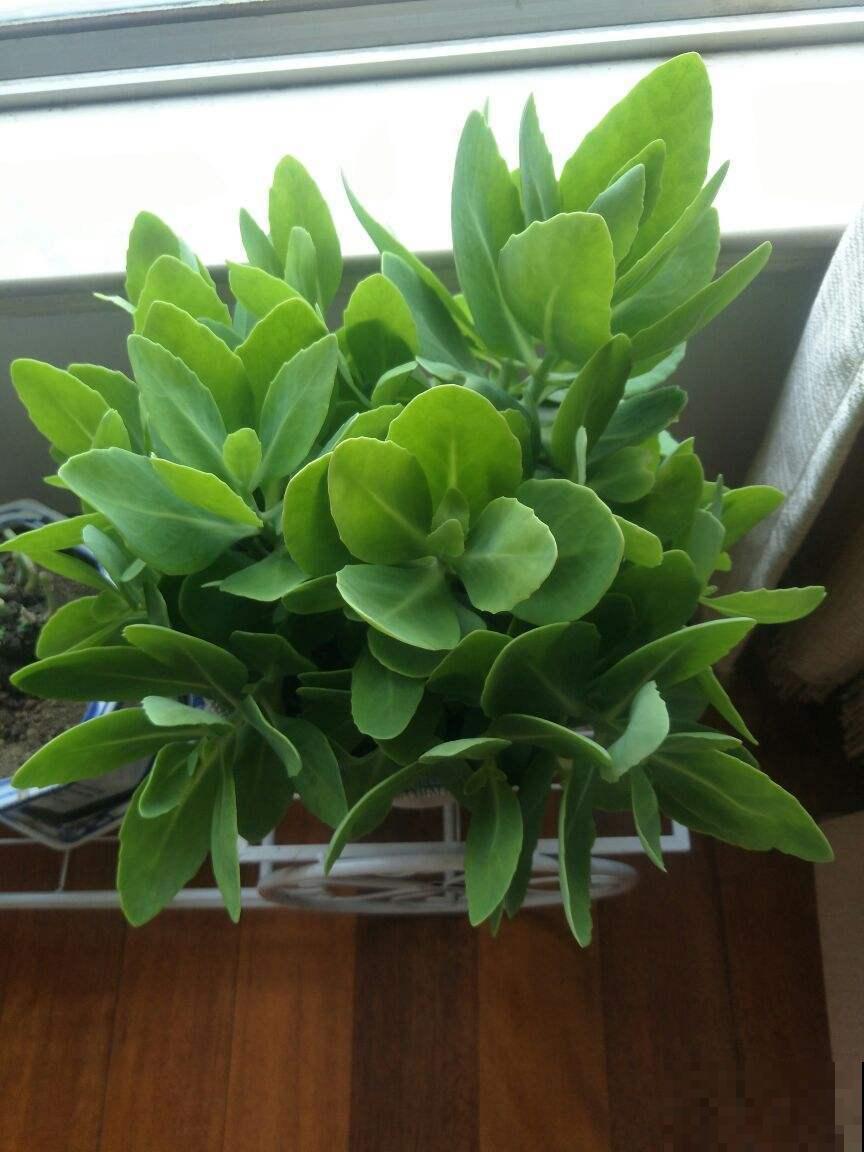 特耐旱的花,适合夏天养,不用浇水就很省事! 特耐旱的花,适合夏天养,不用浇水就很省事!