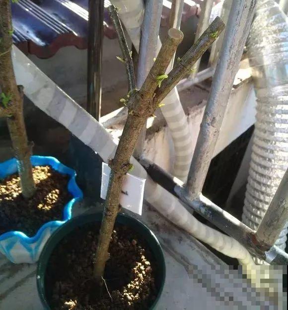 春天最佳繁殖季，扦插播种分株压条，成活率特高