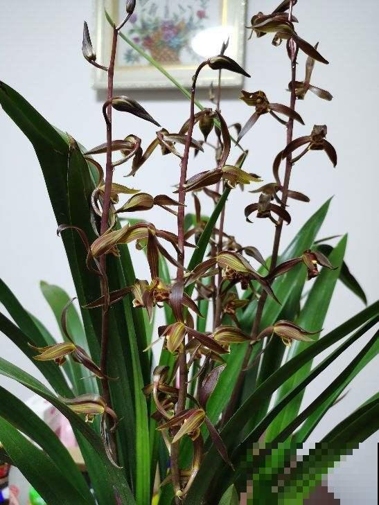 古人喜欢的花,到了现代更受欢迎,开花特旺盛 古人喜欢的花,到了现代更受欢迎,开花特旺盛