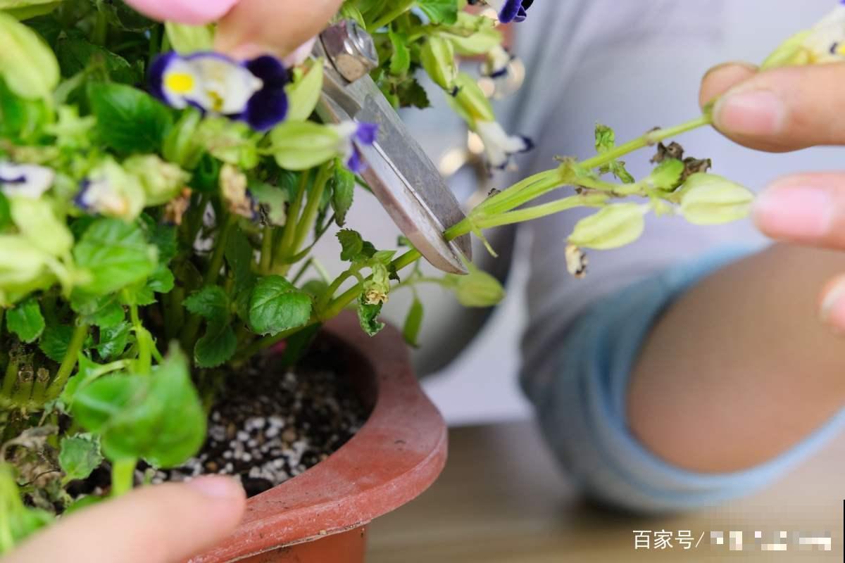 这6种修剪和清洁植物的方法，掌握了，家里花草干净长势好！
