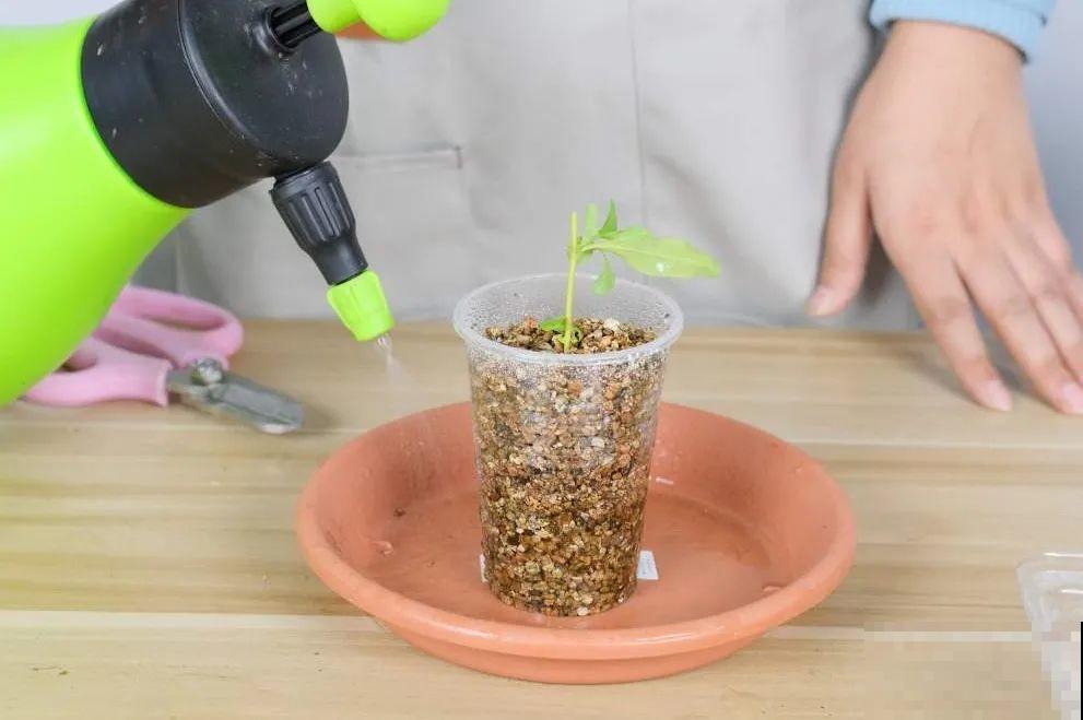 7种“落地生根”花,春天多插几棵,成活率特别高 7种“落地生根”花,春天多插几棵,成活率特别高