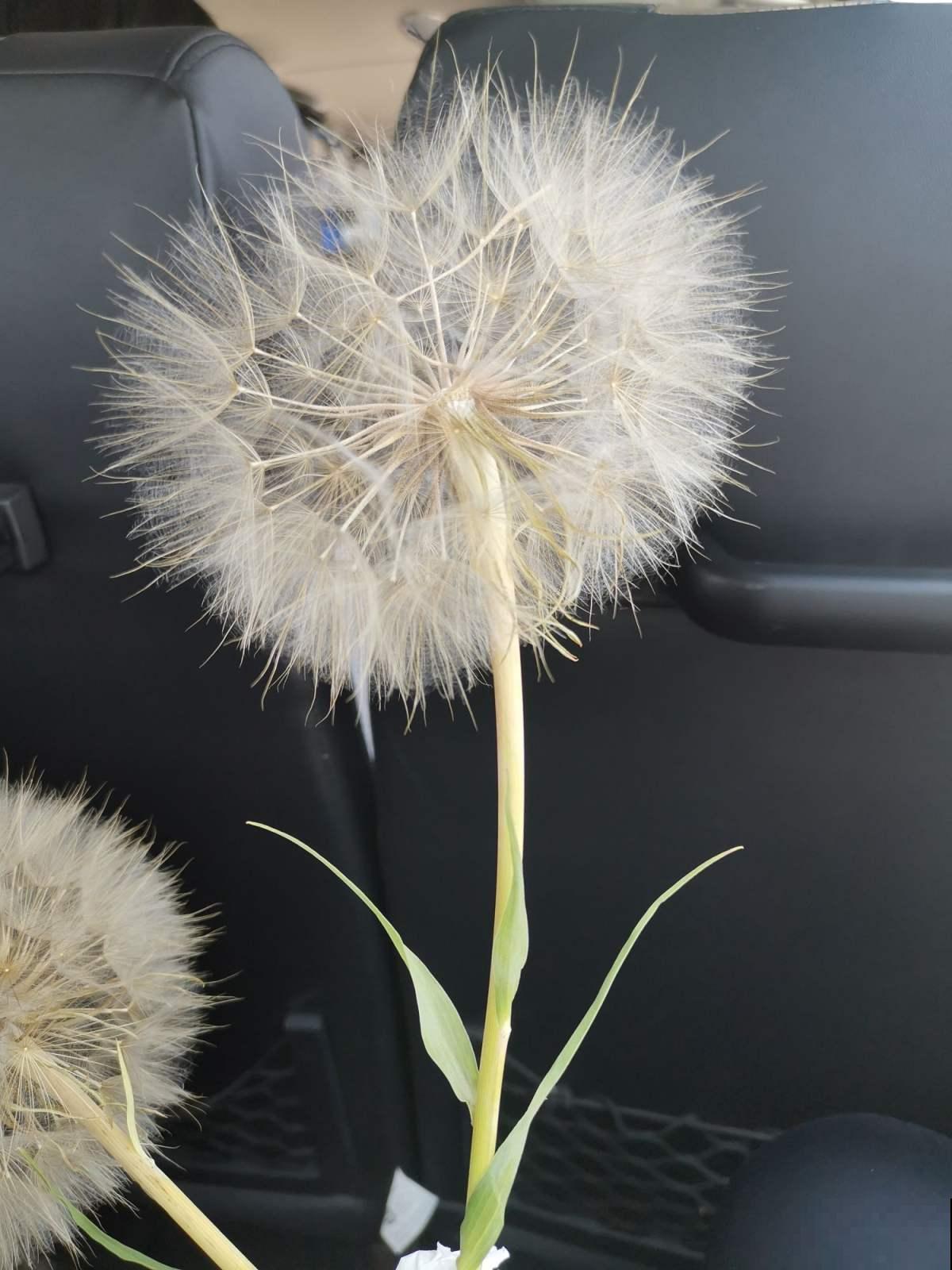 “大号蒲公英”超可爱,越养越好看,年年都能发新芽 “大号蒲公英”超可爱,越养越好看,年年都能发新芽