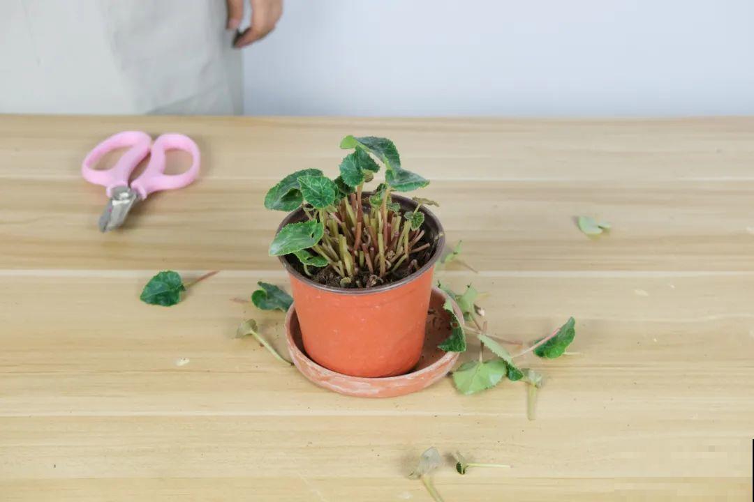 天热了,8种花要休眠,要少浇水 天热了,8种花要休眠,要少浇水