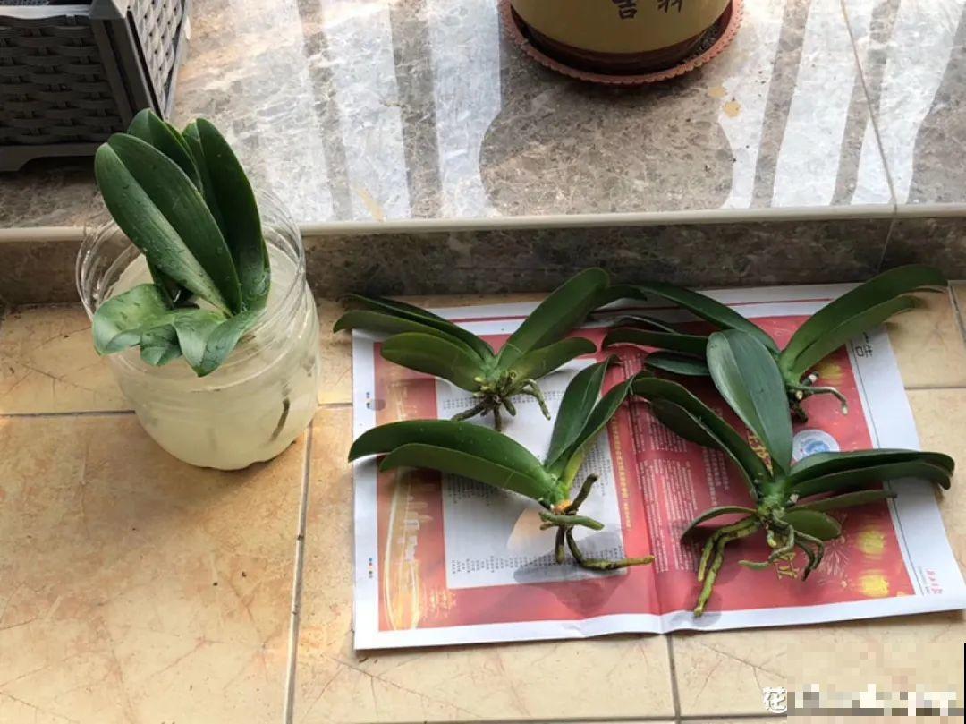 花开完了,别急着扔,好好养还能活几十年 花开完了,别急着扔,好好养还能活几十年