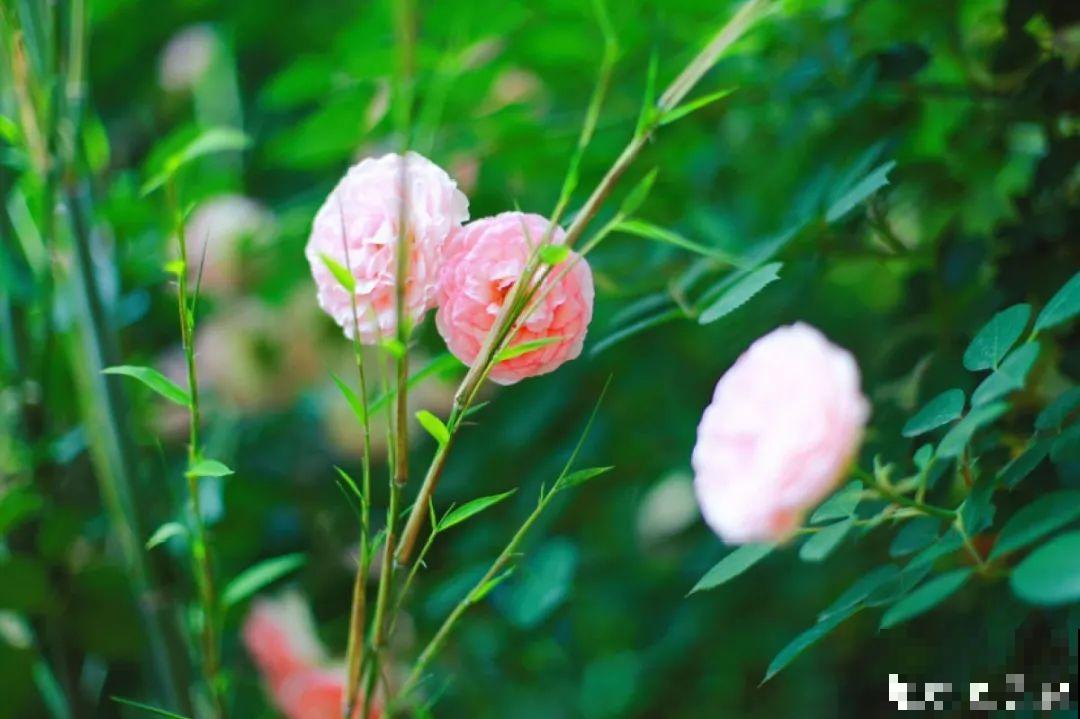 自己建个花园，希望能有一块地，安静思考，静静赏花