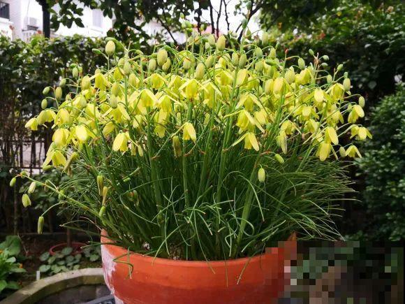 在家种一盆小草，开花的时候，惊艳所有人