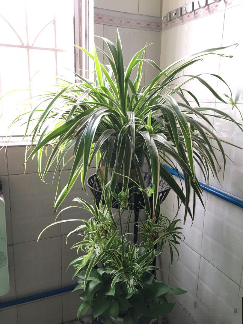 养花要选对花盆，根系才能长成“萝卜”，植株长得旺