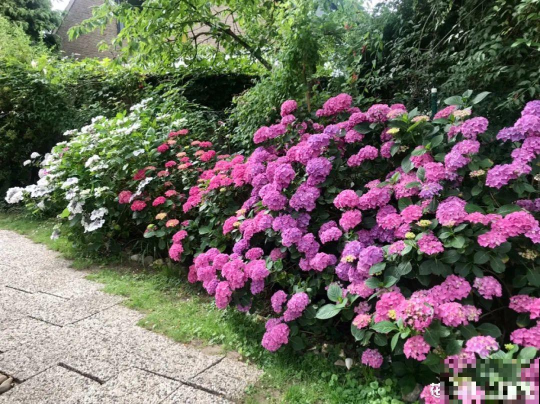 清明赏花，带上这份花卉图谱，变身行走的识花机器