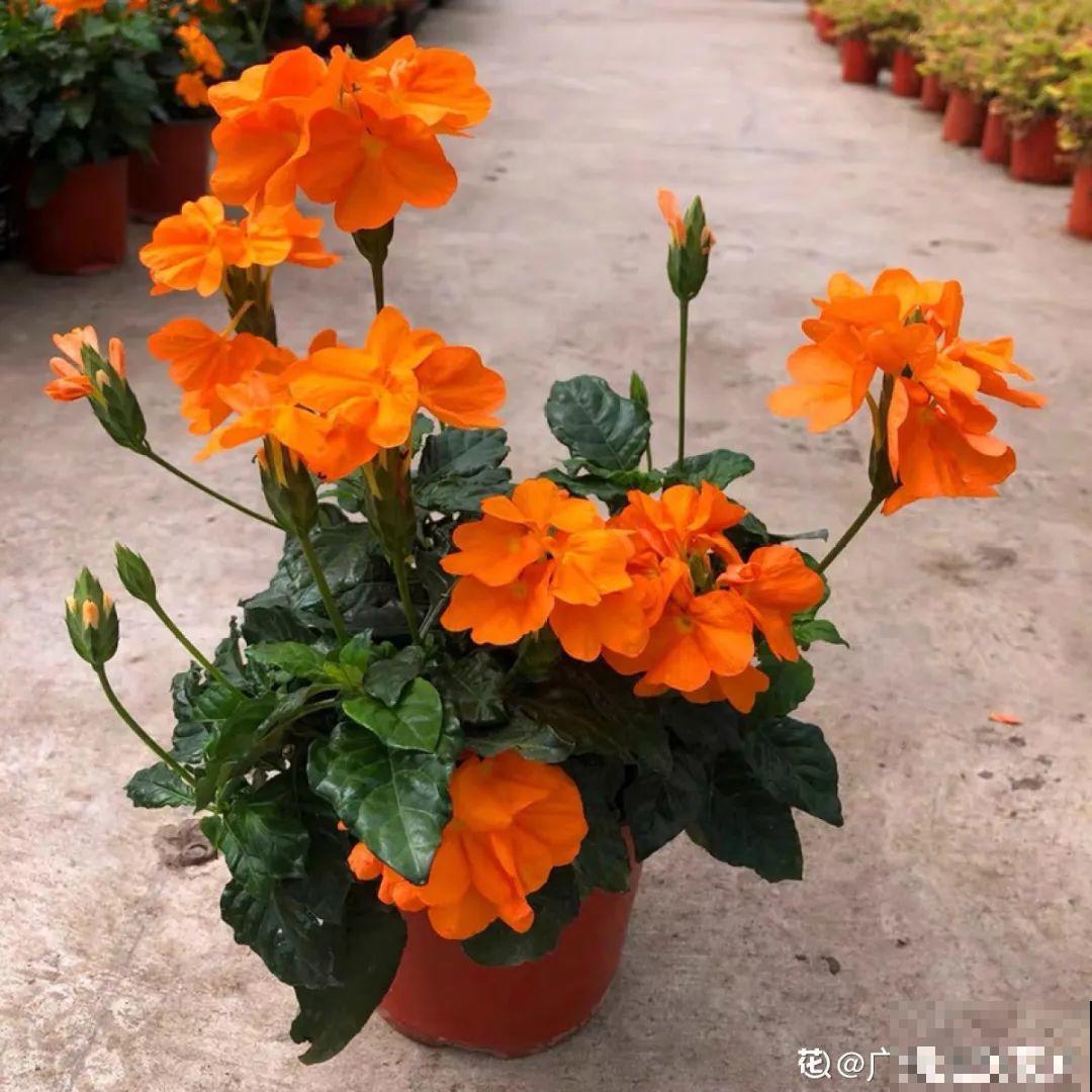 28种耐阴花，没光也能开爆盆，养在家里超有范儿