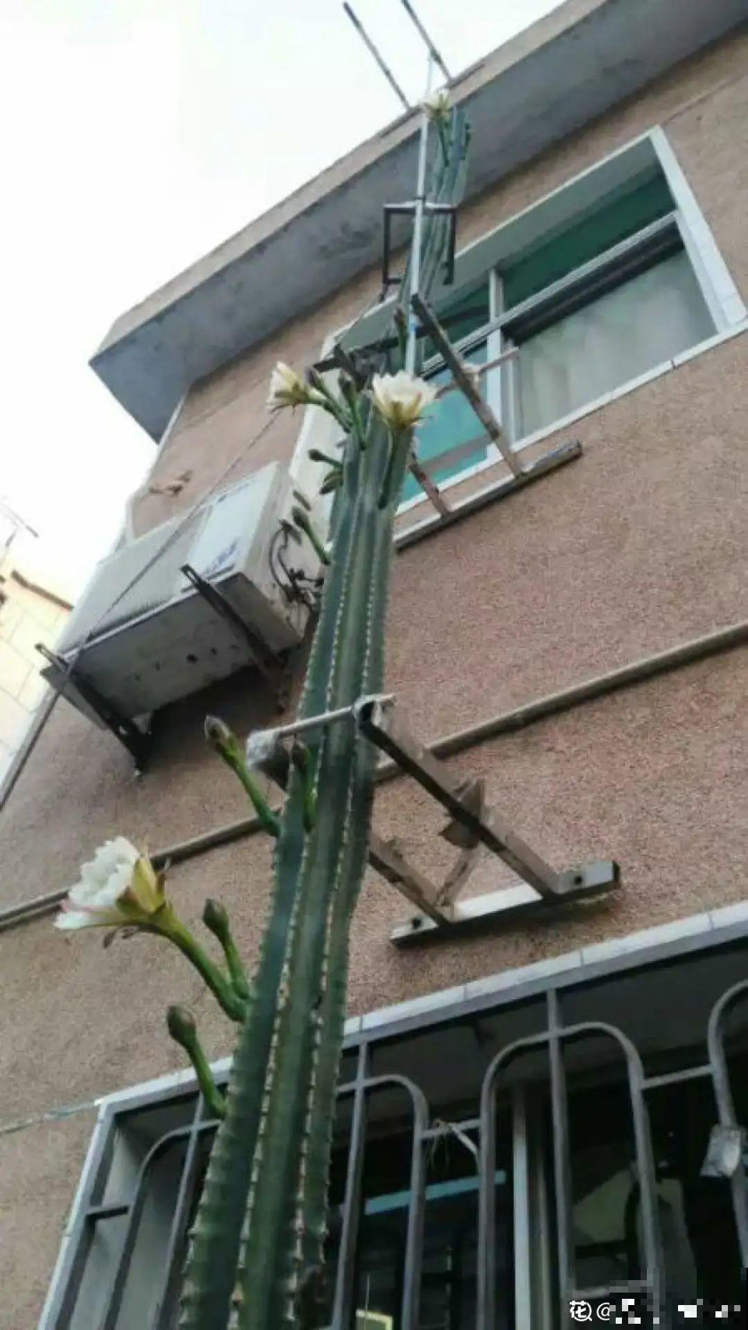 家里养棵“丑八怪”，霸气镇宅，越养越爱