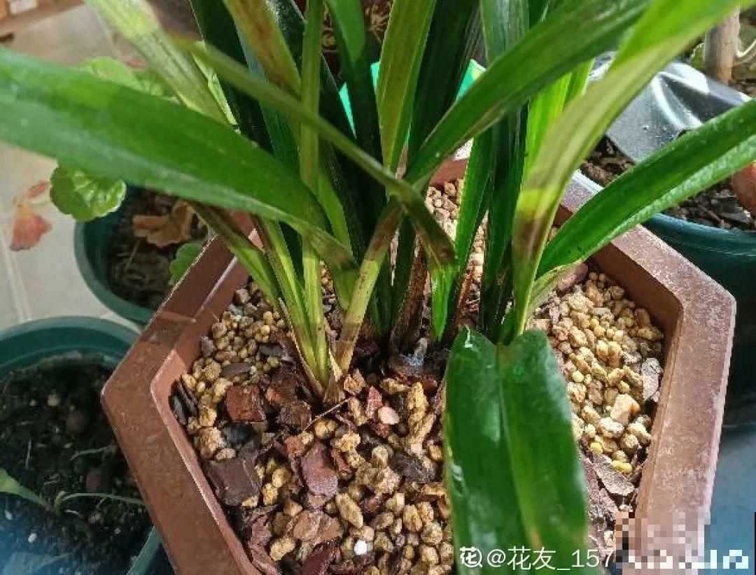 春天养花，就怕乱浇水，浇错水植物死的越快