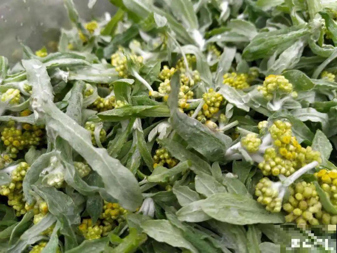 春天的野菜大全,小心辨认,千万别挖错了 春天的野菜大全,小心辨认,千万别挖错了