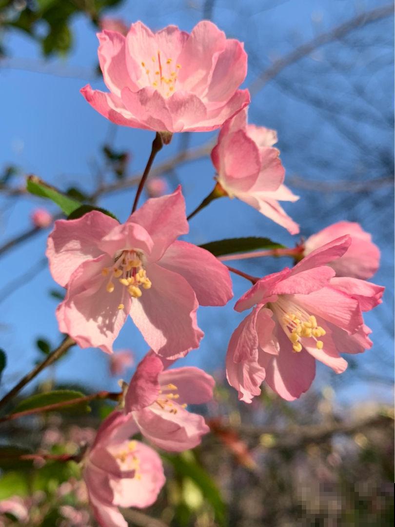 不同地区，植物发芽程度不同，你家那边的花开了吗