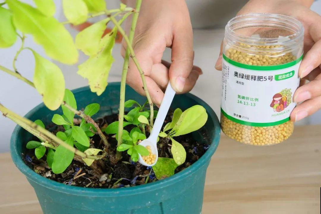 8种花开始慢慢睡醒了， 现在长得正旺，多浇水施肥， 开花更多！