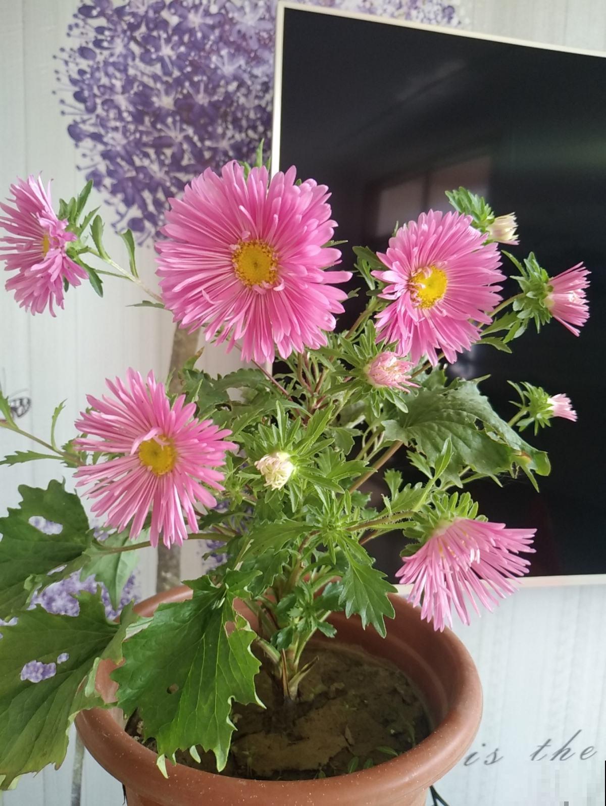 5种适合夏天养的菊花,一开就是一大片,年年收种子年年种 5种适合夏天养的菊花,一开就是一大片,年年收种子年年种