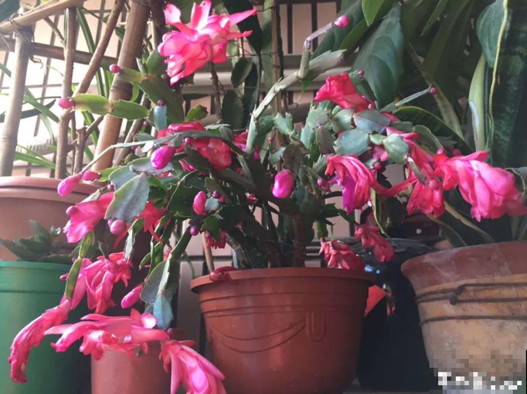 春天逛花市，过季花现在不能买，白花钱活不久