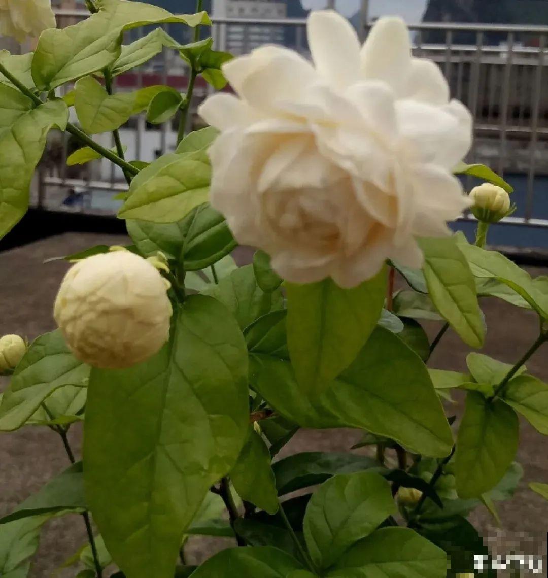 新买的绣球别猛晒，养在阴凉通风处最好，不然叶子全晒焦了