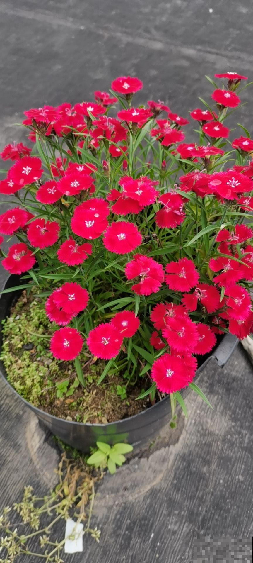 耐热耐旱的石竹花，春天开得正旺盛，现在养很合适