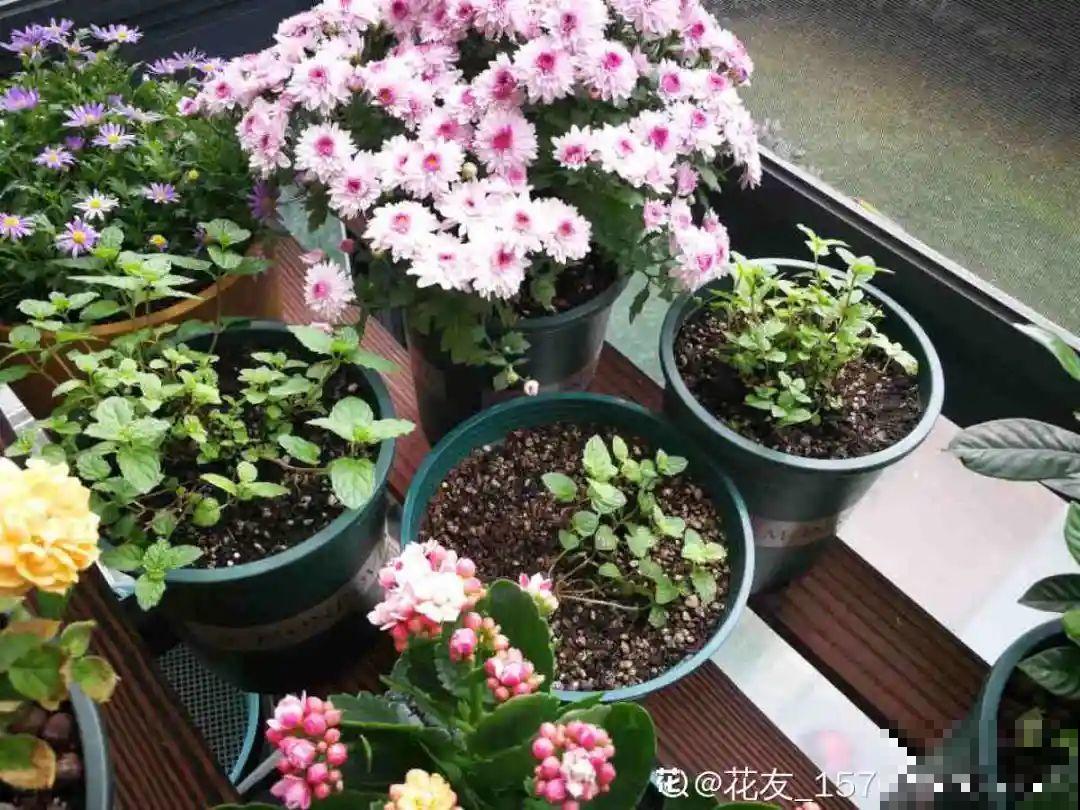 自制杀虫剂，7天喷一次，养花特干净