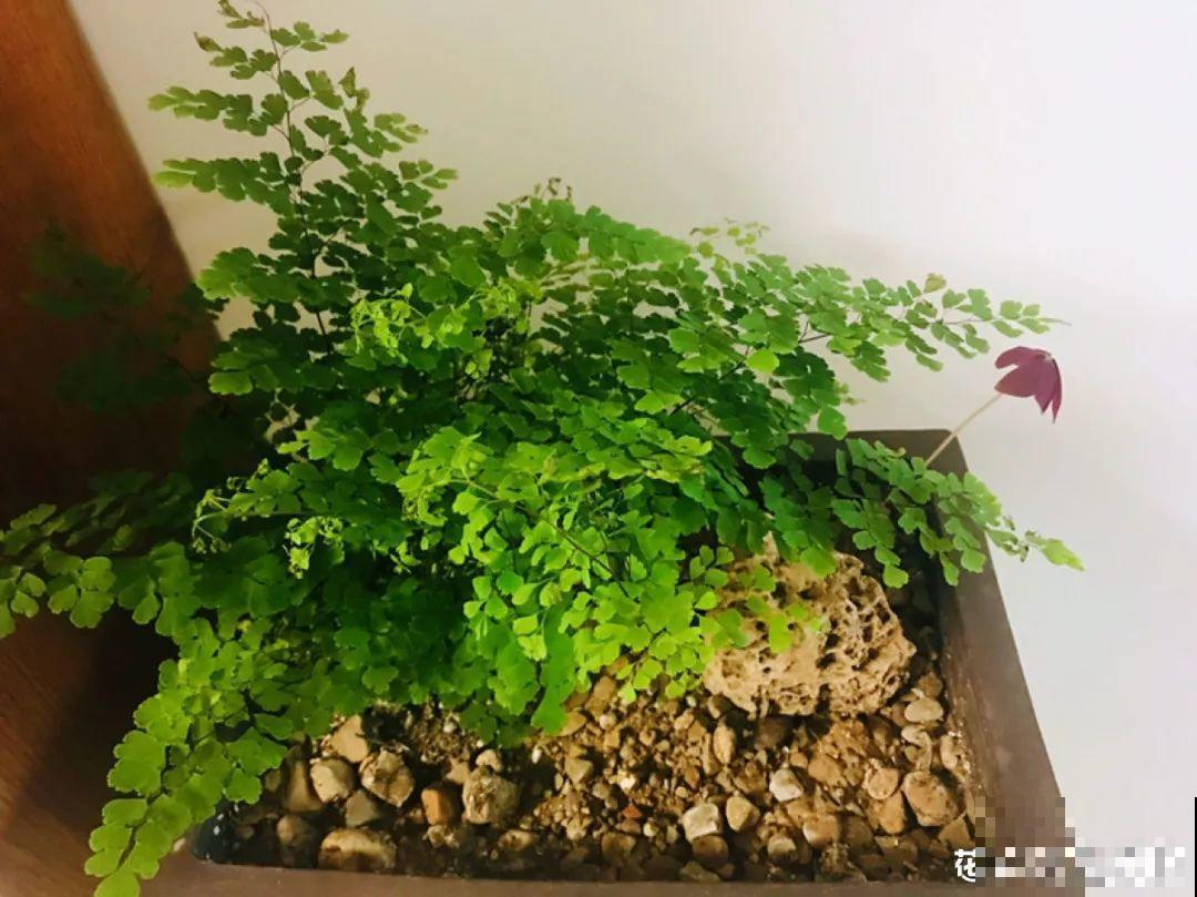 夏天怕晒的花,赶紧搬到阴凉地儿,再晒成枯杆了 夏天怕晒的花,赶紧搬到阴凉地儿,再晒成枯杆了