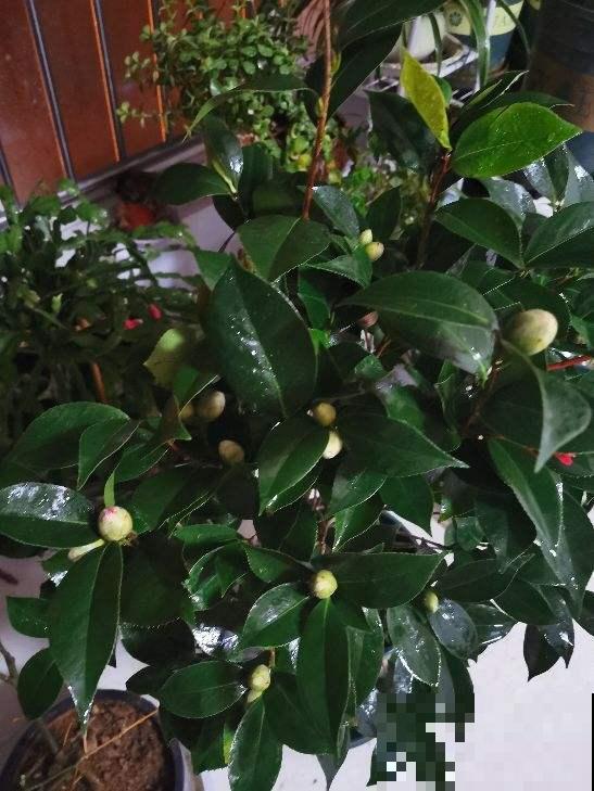 刚入夏,养花更要注意,度夏才更安全 刚入夏,养花更要注意,度夏才更安全