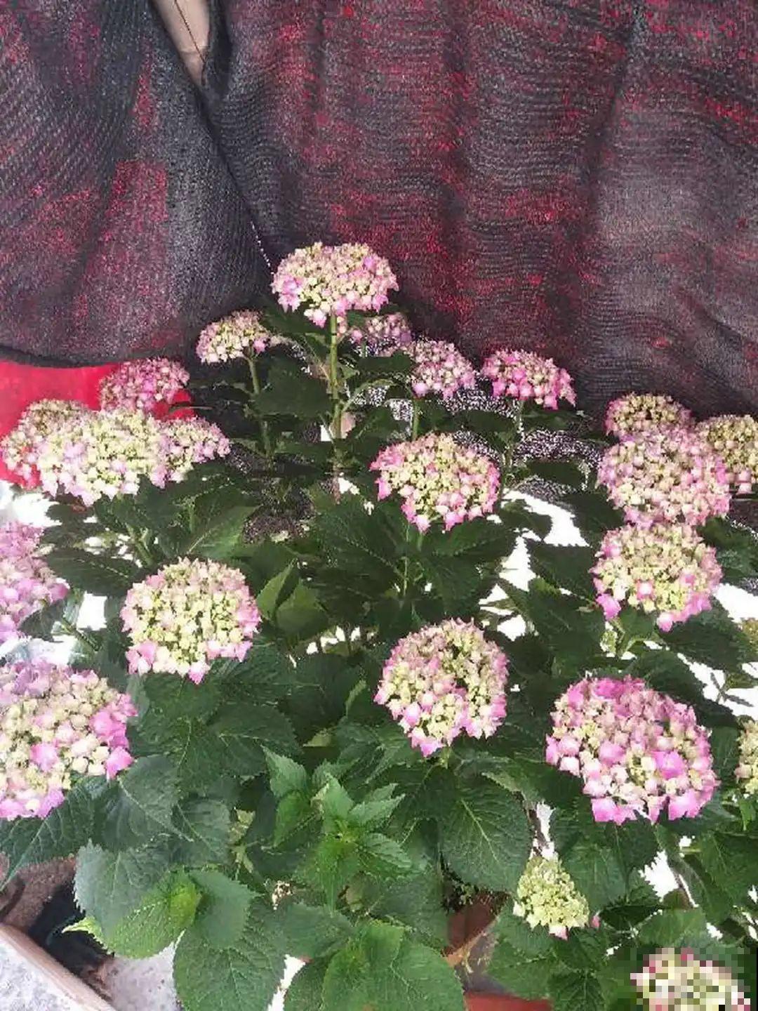 夏天怕晒的花,赶紧搬到阴凉地儿,再晒成枯杆了 夏天怕晒的花,赶紧搬到阴凉地儿,再晒成枯杆了