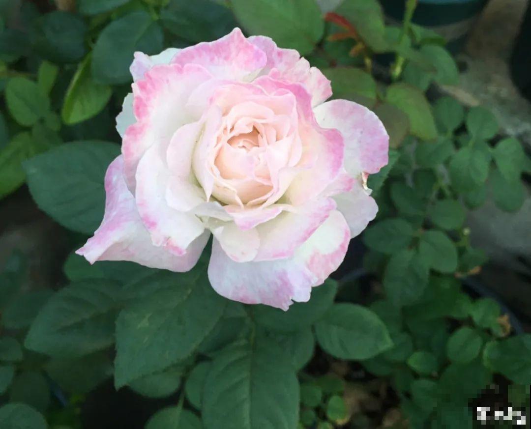 50种月季，各有各的美，哪一种是你的“菜”？