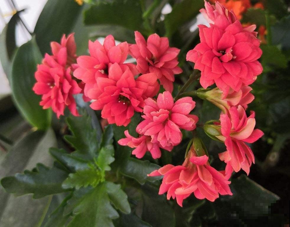 植物开花后有“后遗症”，要赶紧重视起来，不然以后难复花