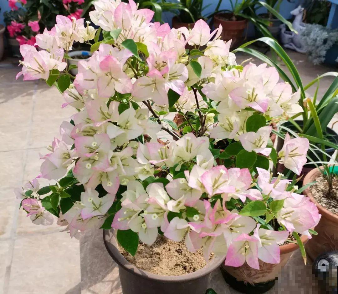 11种常见花，现在扦插，成活率特高