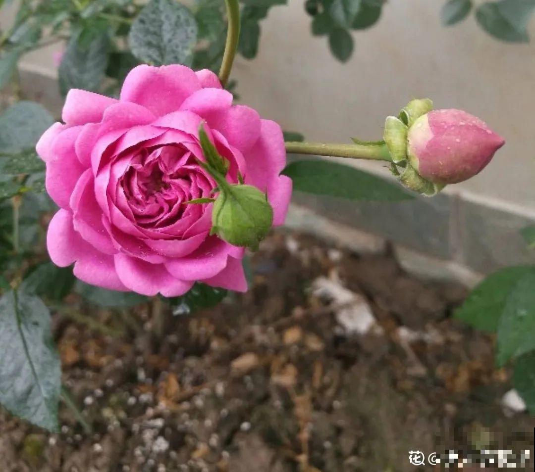 50种月季，各有各的美，哪一种是你的“菜”？