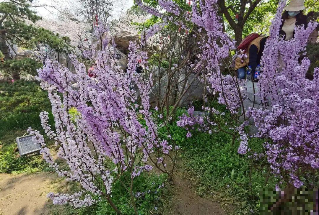 20种有毒花，看见绕道儿走，千万别乱摸