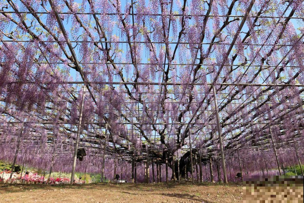 30米高三角梅，千年的紫藤树···5种花越老越值钱