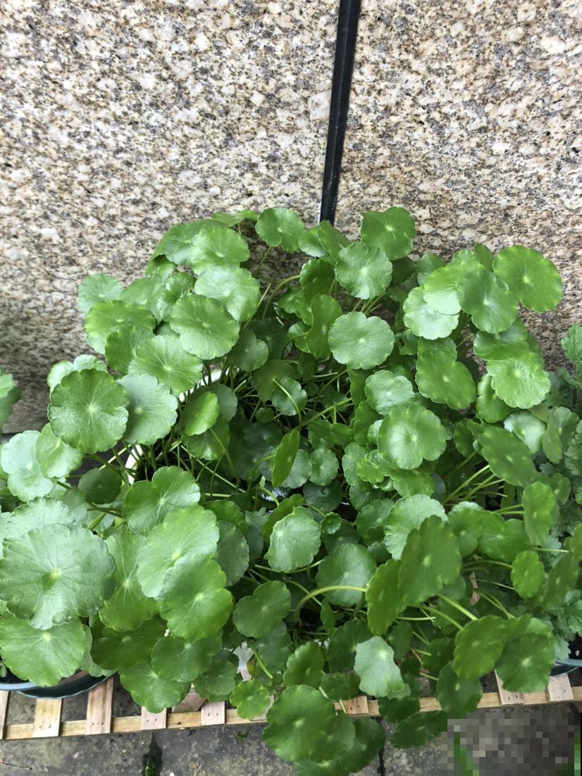 适合孩子们养的花,个个好养易爆盆,开花五颜六色真好看 适合孩子们养的花,个个好养易爆盆,开花五颜六色真好看