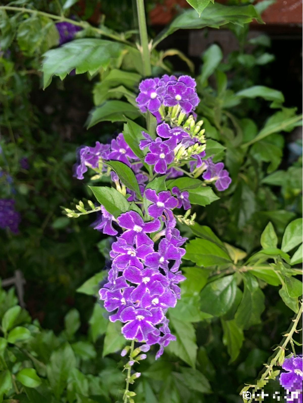 带有巧克力香味的“美人花”,名叫蕾丝金露,皮实好养开花多 带有巧克力香味的“美人花”,名叫蕾丝金露,皮实好养开花多