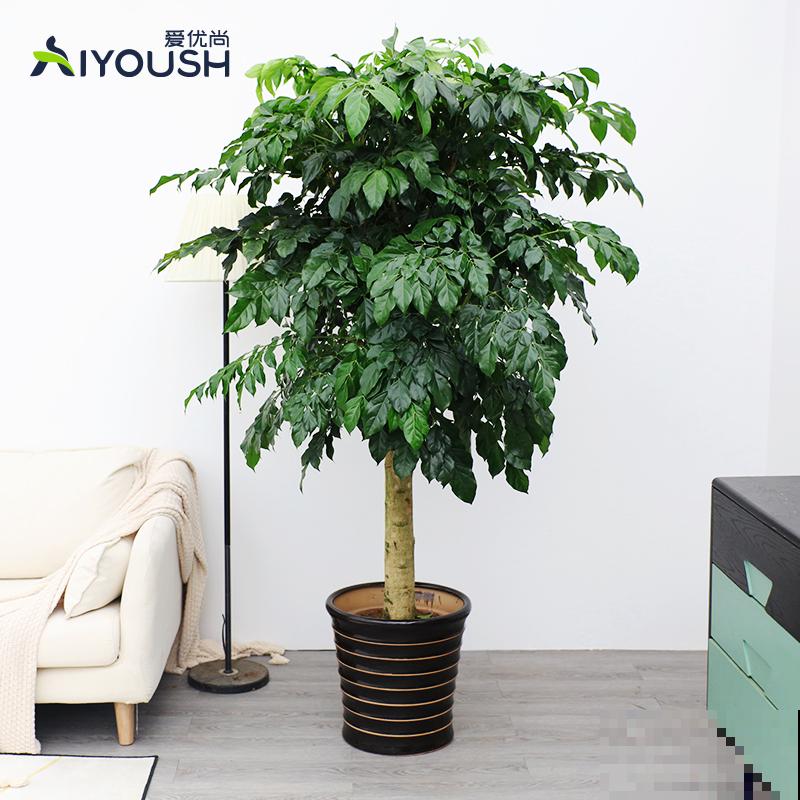 在家养花不如养棵“树”，绿油油的超好看，还能释放氧气