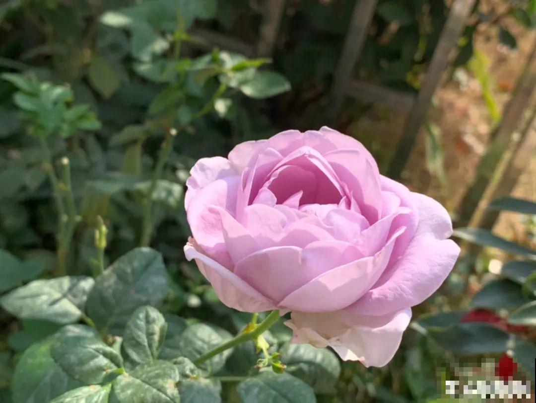 花园“三剑客”，可不太好养，能养好的都是高手