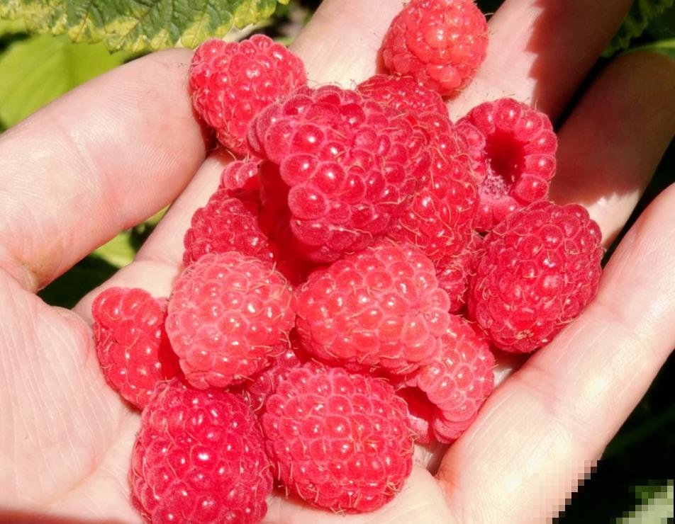 3种野果子，农村一大把，城市里少见，再不摘就没了