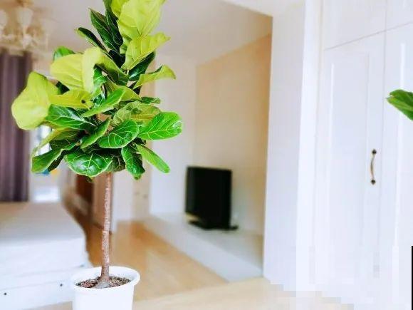 7种花要赶紧砍头,一头变多头,长得是真旺 7种花要赶紧砍头,一头变多头,长得是真旺