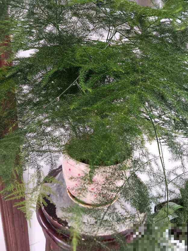 男士们都爱养的花，气质优雅不凡，养在家里很好看