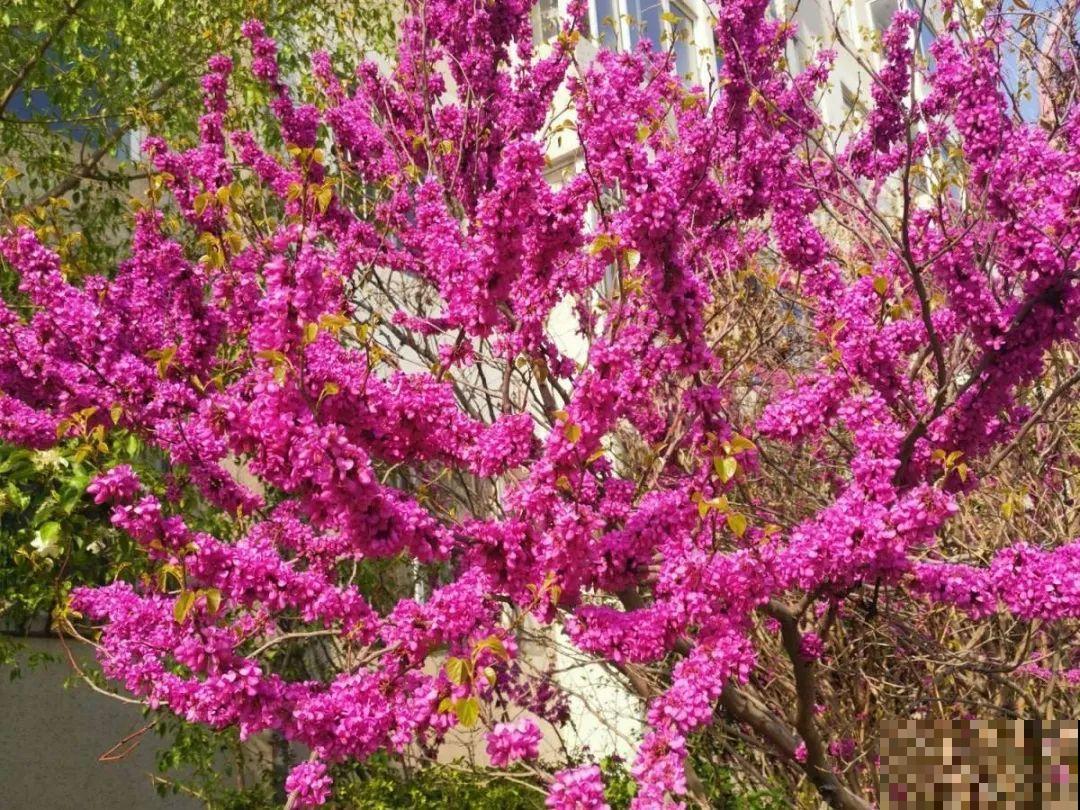 5月出门,收下这份百花图谱,啥花都能叫上名! 5月出门,收下这份百花图谱,啥花都能叫上名!