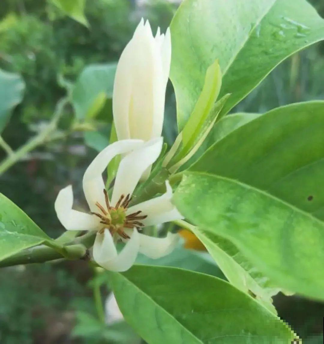 清明赏花，带上这份花卉图谱，变身行走的识花机器