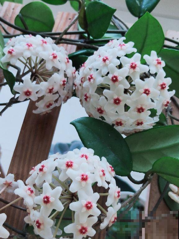 适合打造成花墙的植物，耐阴开花香，一朵一朵呼呼冒花
