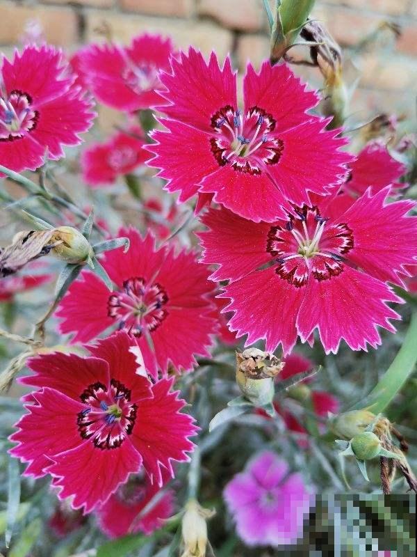 院子里撒一把种子,只需种一年,以后年年开花 院子里撒一把种子,只需种一年,以后年年开花