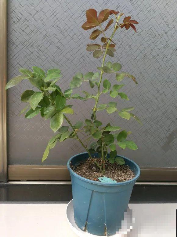 自制杀虫剂，7天喷一次，养花特干净