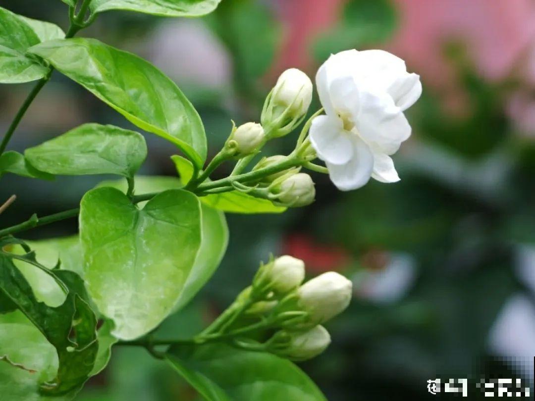 天热了，20种花最怕浇水，浇得越多，死得越快！