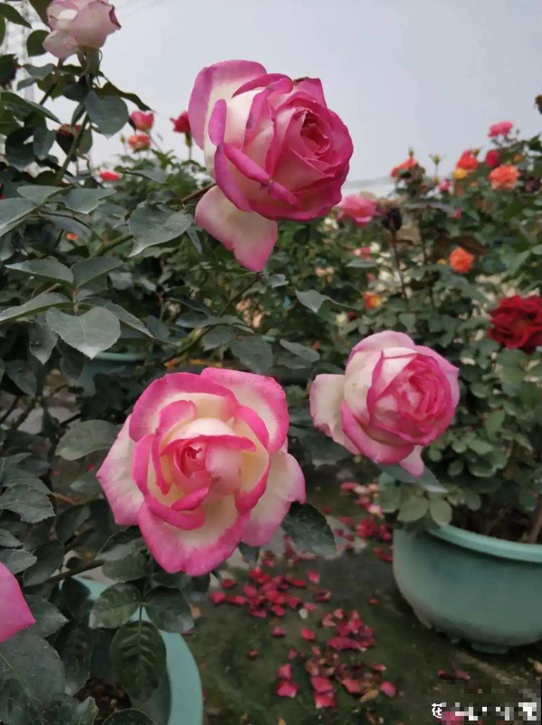 清明赏花，带上这份花卉图谱，变身行走的识花机器