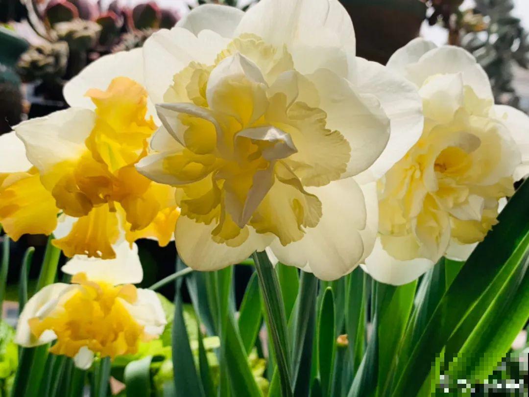 阳台虽小，种点花草，也能变成小花园