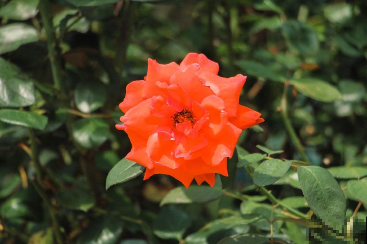 新手养不好月季？往往是忽视这3点，赶紧重视起来！